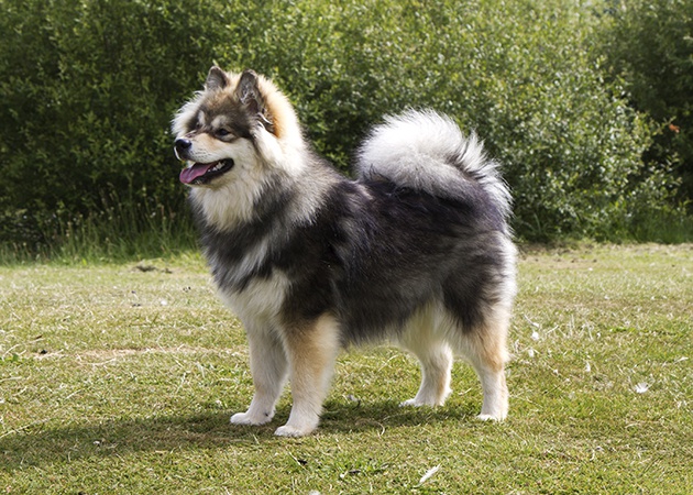 finnish lapphund ile ilgili gÃ¶rsel sonucu