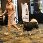 Elbereth Matkamies - Finnish Lapphund at the Contest of Champions 2017