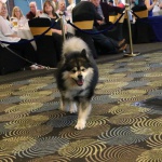 Elbereth Matkamies - Finnish Lapphund at the Contest of Champions 2017