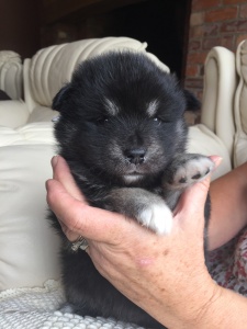 Finnish Lapphunds - Four Paws