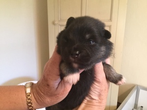 Finnish Lapphund pup - Four Paws