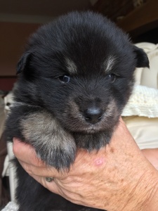 Finnish Lapphund puppy