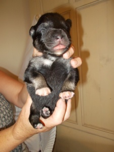 Finnish Lapphund puppy - Four Paws