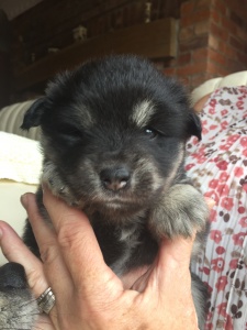 Finnish Lapphund - Girl