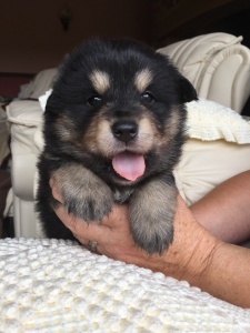 Finnish Lapphund puppy