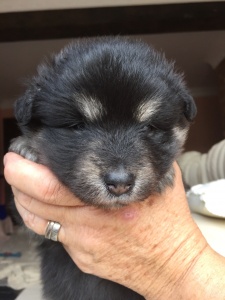 Finnish Lapphund pup - Smokey