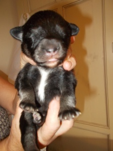 Finnish Lapphund puppy - Tippy