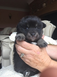 Finnish Lapphund Puppy - Tippy