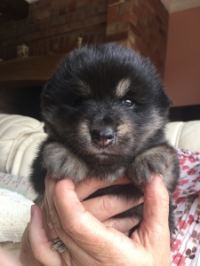 Finnish lapphund puppy