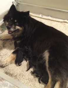 Finnish Lapphund puppies