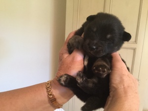 finnish lapphund pup with eyes open