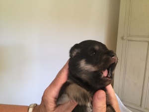 finnish lapphund pup - girl