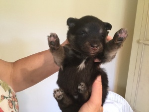 Finnish Lapphund pup at two weeks - Smokey