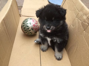 5 week old pups playing