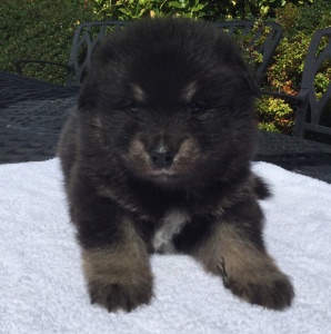 finnish lapphund puppy