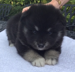 finnish lapphund puppy cuddles