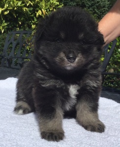 finnish lapphund puppy cuddless