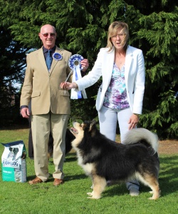 Elbereth Matkamies - Finnish Lapphund